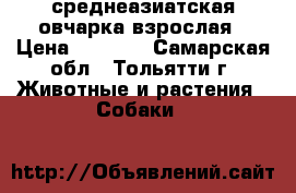 среднеазиатская овчарка взрослая › Цена ­ 7 000 - Самарская обл., Тольятти г. Животные и растения » Собаки   